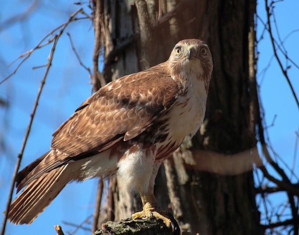 Red tailed Hawk