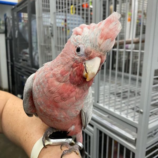 Rose Breasted Cockatoo Parrots