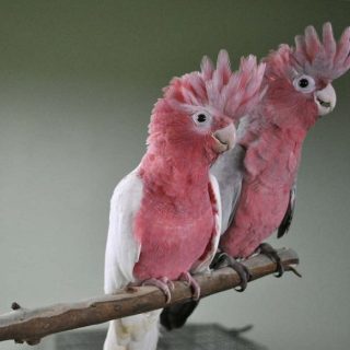 Rose Breasted Cockatoo Parrots