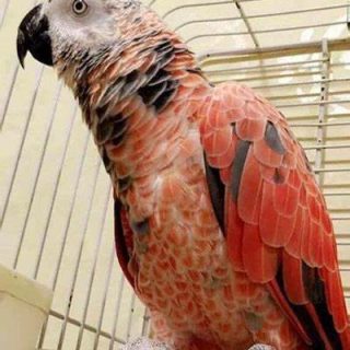 Sarasota-Red Factor African Grey Parrot