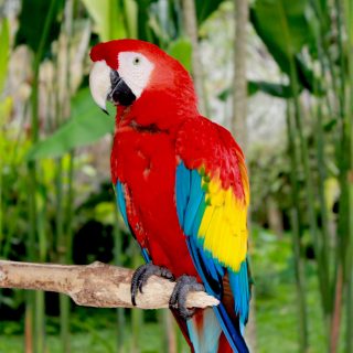 Scarlet Macaw parrots