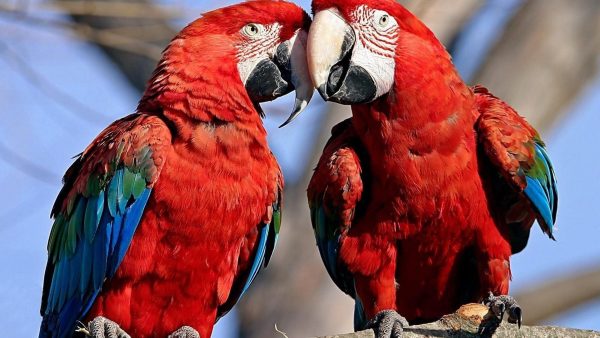 Scarlet Macaw parrots