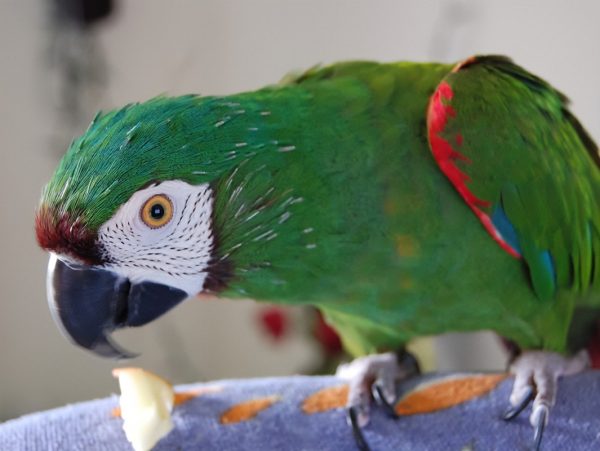 Severe Macaw Parrots