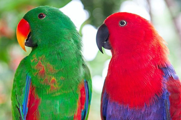 Solomon Island Eclectus birds