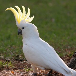 Sulphur Crested Cockatoo Parrot