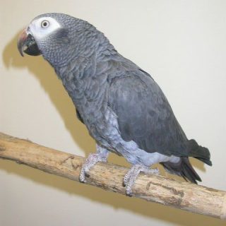 Timneh African Grey Parrots