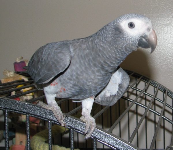 Timneh African Grey Parrots