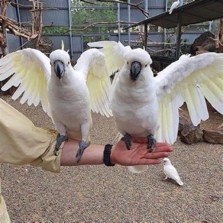 Umbrella Cockatoos Parrots