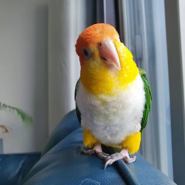 White Bellied Caiques Parrot