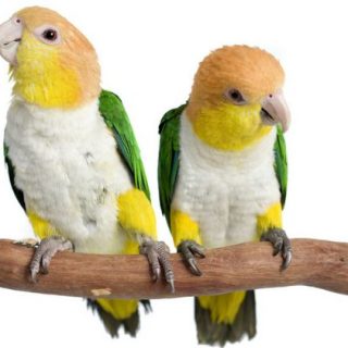 White Bellied Caiques Parrot