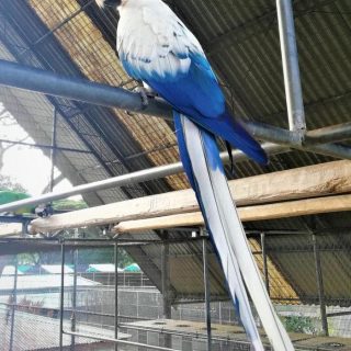 White Scarlet Macaw Parrots