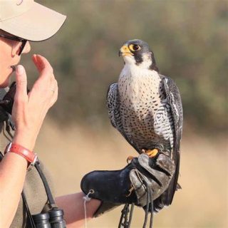 Winged Predators Falcon for sale