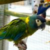 Yellow Collar Macaw Parrots