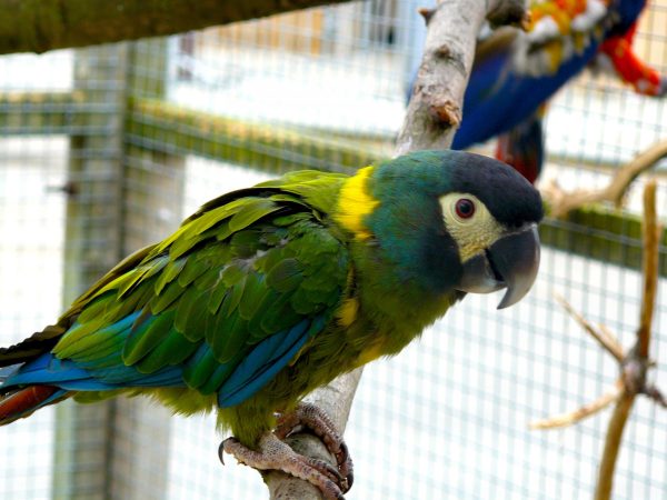 Yellow Collar Macaw Parrots