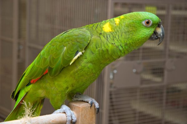 Yellow Naped Amazon Parrots