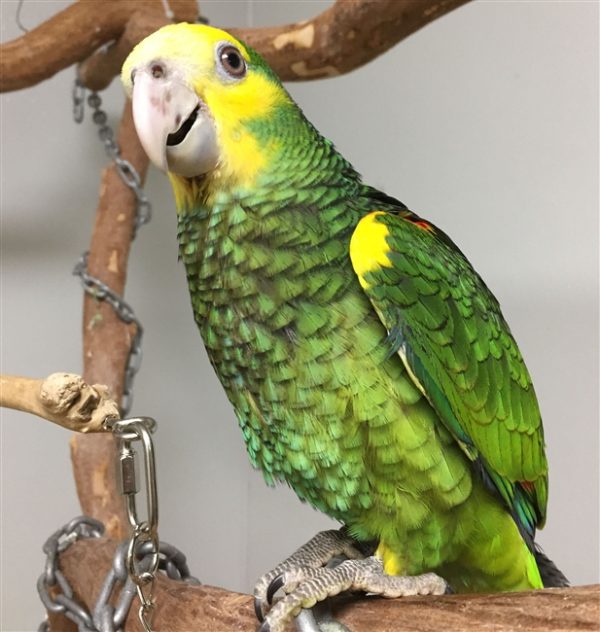 Yellow Shoulder Amazons