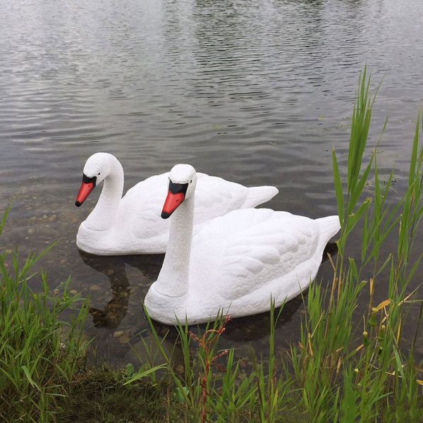 pairs of Black and white Swans