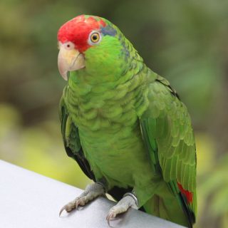 Edith-Green cheeked Amazon