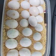 Fertile Amazon Parrot Eggs
