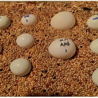 Fertile Caique Eggs