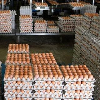 Fresh Chicken Table Eggs