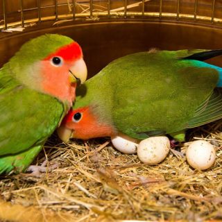 Fertile LoveBird eggs