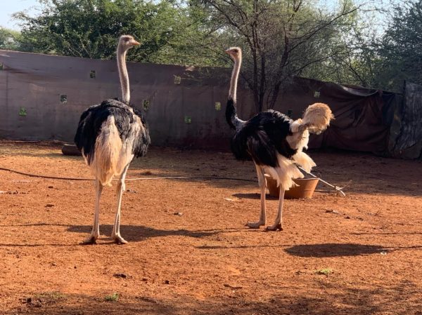 Adult ostriches