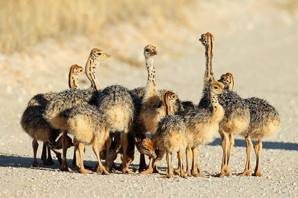 Ostrich Chicks