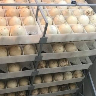 Ostrich Eggs