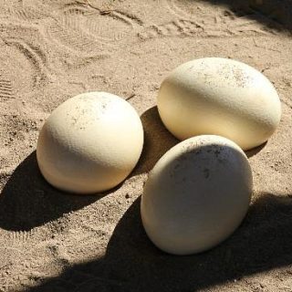Fertile Ostrich Eggs