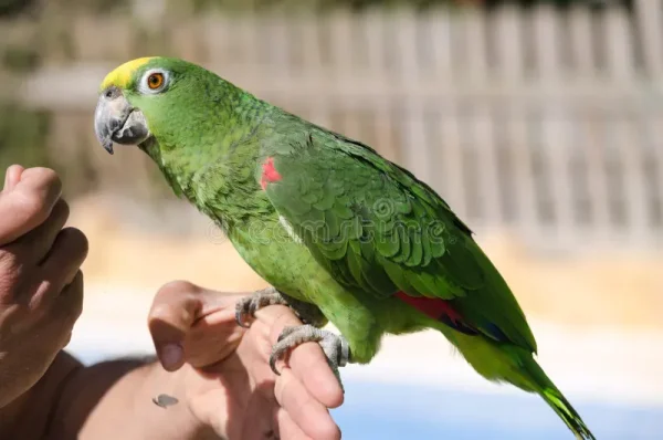 Yellow Crowned Amazon