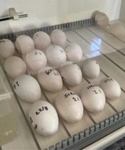 Toco Toucan Eggs