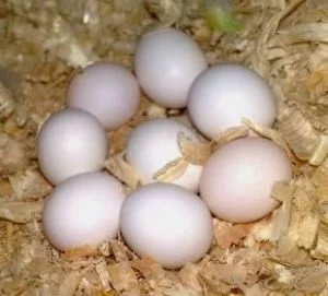 Pionus Parrots Eggs