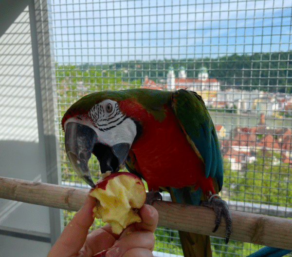 Harlequin macaw Parrots