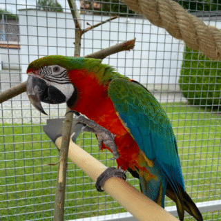 Harlequin macaw Parrots