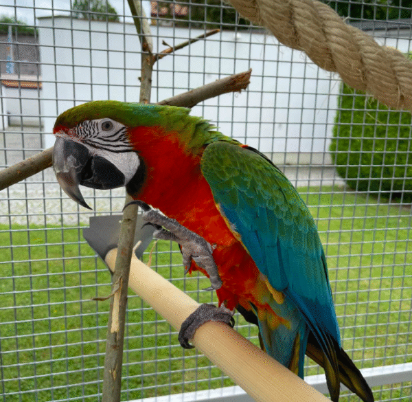 Harlequin macaw Parrots