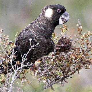 Carnaby’s Black Cockatoo