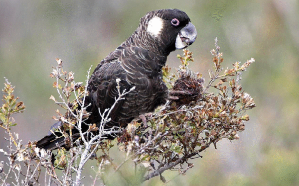 Carnaby’s Black Cockatoo