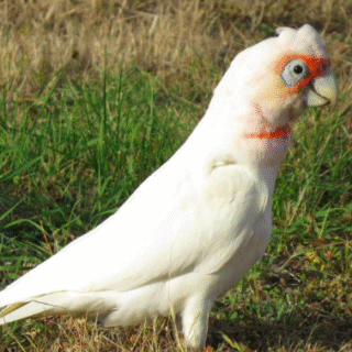 Long Billed Corella Cockatoo Parrot