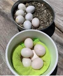 Solomon Island Eclectus Parrot Eggs